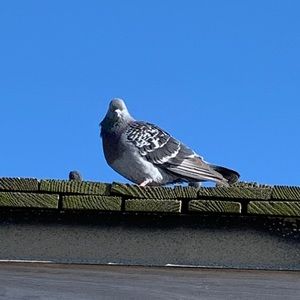 Meet your Posher, Neha